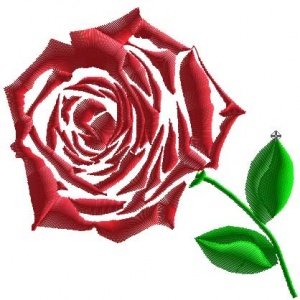 Růže červená